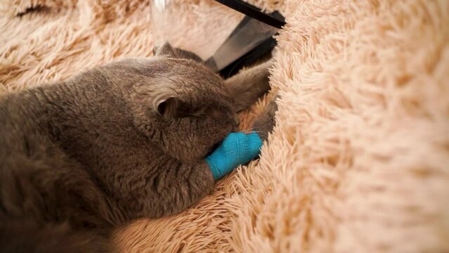 A grey cat is lying on a sofa with a soft beige bedspread. A cat with a catheter in its paw massages a blanket. A sick cat after the veterinary clinic is lying on the bed. 