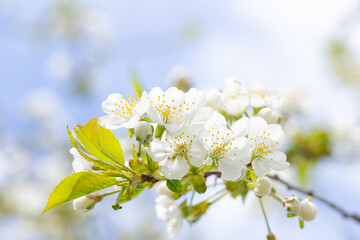 cherry and pear branch with white flowers and leaves on a blue sky background