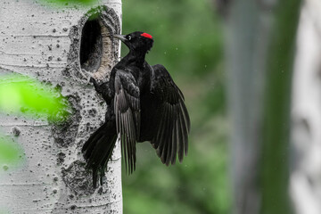 Landing on tree trunk, the Black woodpecker female (Dryocopus martius) - 509172775