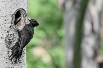 It's time to feed (Dryocopus martius)