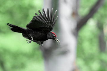 Stunning portrait of Black woodpecker male in flight (Dryocopus martius)