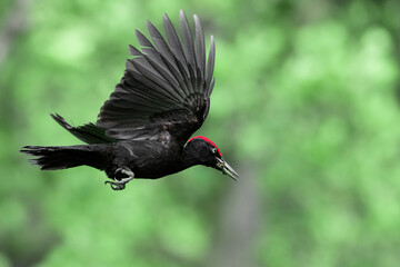 Black woodpecker male in flight (Dryocopus martius)