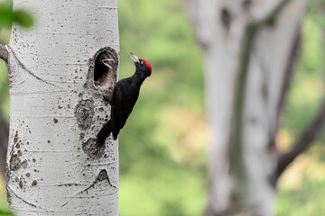 Father and daughter, black woodpeckers on nest (Dryocopus martius)
