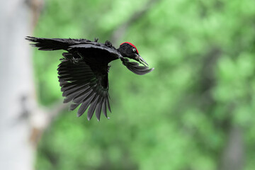 Wonderful portrait of Black woodpecker male in flight (Dryocopus martius)