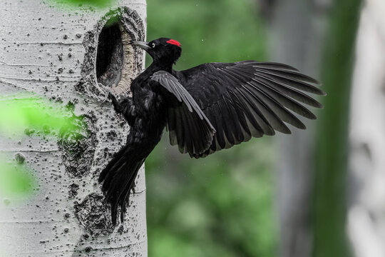 Perfect landing for the Black woodpecker female (Dryocopus martius)