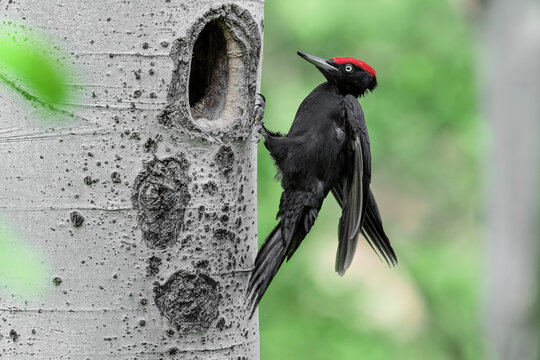 The returns, Black woodpecker male lands on nest (Dryocopus martius)