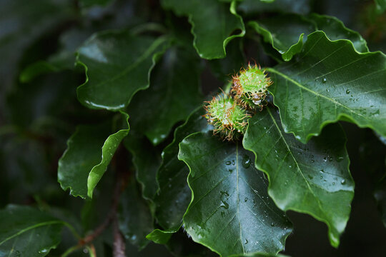 Beech nuts in the pod, beech (Fagus sylvatica). Close-up of green Oriental beech 