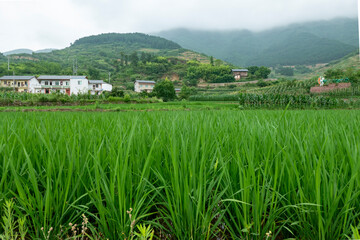 Idyllic scenery, Rice terraces in rural China