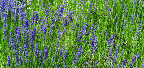 Lavandula angustifolia (common lavender, true lavender, garden lavender) flowering in garden