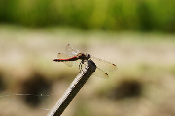 枝にとまった赤とんぼ © silakan