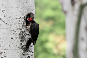Feeding time in the woodland, black woodpeckers on nest (Dryocopus martius)