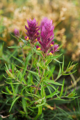 Blossoming pink cow-wheat plant. Melampyrum arvense.