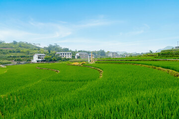 Fototapeta na wymiar Idyllic scenery, Rice terraces in rural China