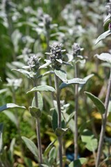 ラムズイヤー　Lamb’s ears