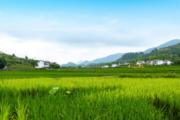 Idyllic scenery, Rice terraces in rural China