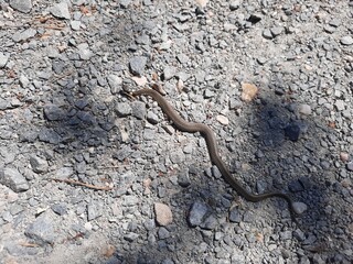 Kleine braune Schlange schlängelt sich auf einer steinigen Straße