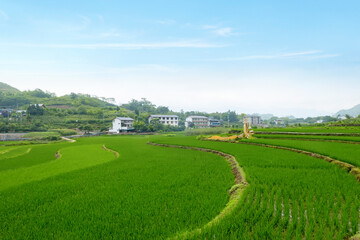 Idyllic scenery, Rice terraces in rural China