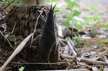 Bamboo shoots, natural raw materials, thrive in the rainy season