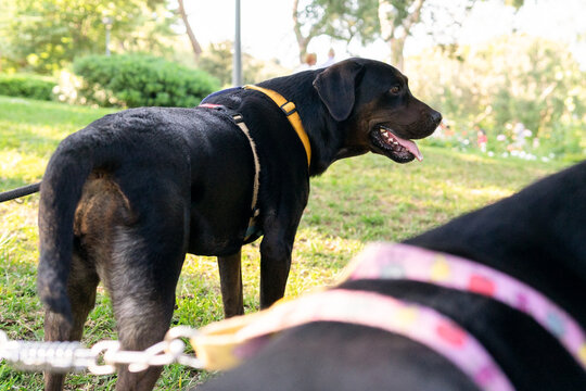 Obedient dogs on leashes in park