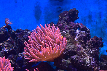 FLOWER,TREE,PLANTS,ANIMALS, LANDSCAPE