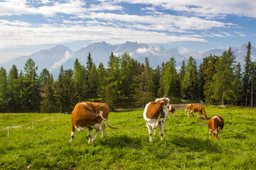 cows at an alpine meadow - landscape of Lienz Dolomites in Austria. Massive Alpine mountains.