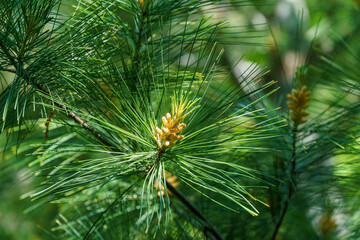 Blooming white pine Pinus strobus with beautiful young shoots against blurred green garden. Selective macro focus of original texture long green needles.