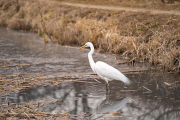 公園で餌を求める白鷺