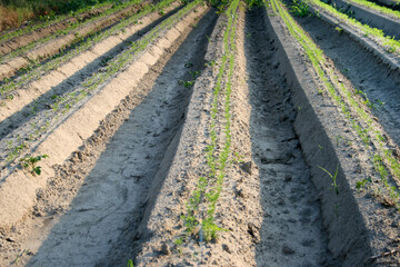 Fototapeta na wymiar Cultivated land. Arable land that is worked by plowing and sowing and raising crops