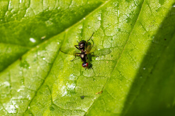 A little ant on a big green leaf