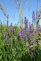 Naklejka premium flowers in the field