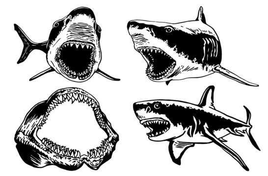 Graphical set of sharks and jaws isolated on white background,vector elements , great white shark