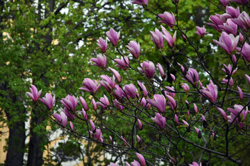 Blooming magnolia tree in a spring garden.	