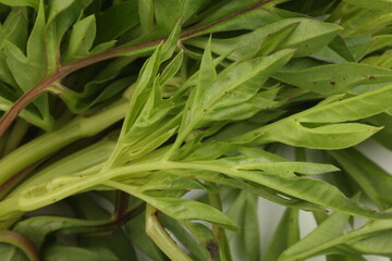 Malaysian Malay herbal leafy appetizer dish daun ulam raja selom lovage on white background