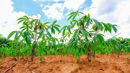 cassava plantation in Thailand