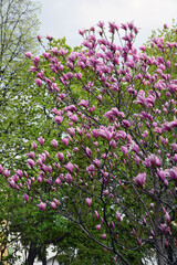 Blooming magnolia tree in a spring garden.	
