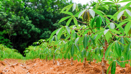 cassava plantation in Thailand