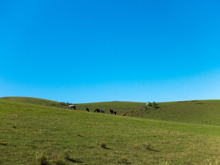 a herd of horses grazes on top of a green hill. natural landscape