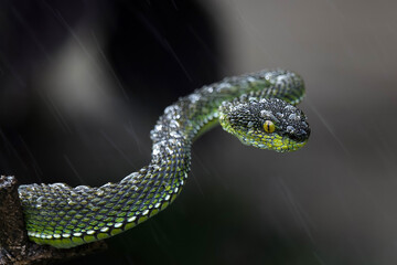 Green Pit Viper