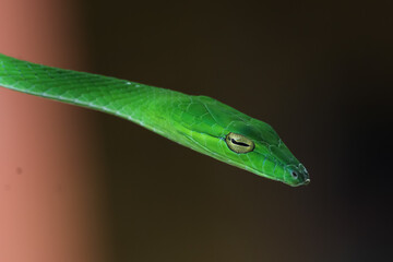Green Snake Ahaetulla Nasuta