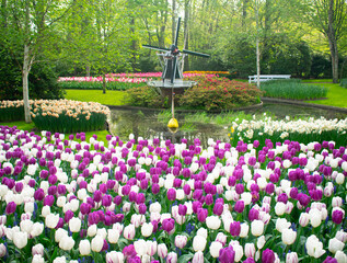 Blossoming Tulips in Amsterdam during spring season