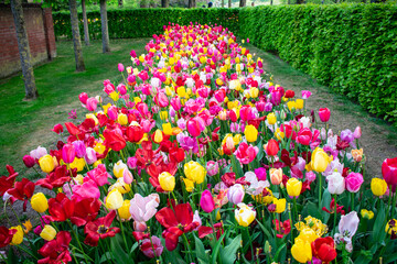 Blossoming Tulips in Amsterdam during spring season