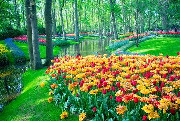 Blossoming Tulips in Amsterdam during spring season