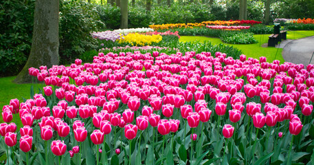 Blossoming Tulips in Amsterdam during spring season