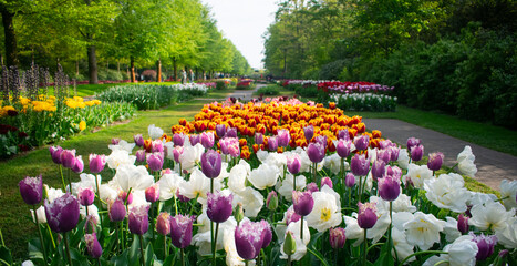 Blossoming Tulips in Amsterdam during spring season