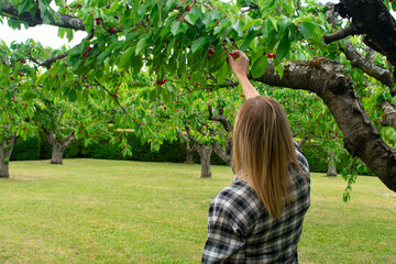 Woman picking cherries in a french orchard during spring harvest