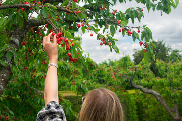 Woman picking cherries in a french orchard during spring harvest