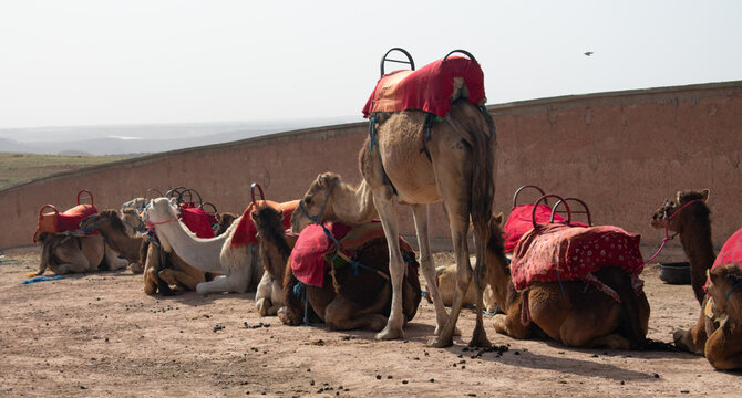 Camal riding in Marrakesh mountain range in Morocco Africa during spring