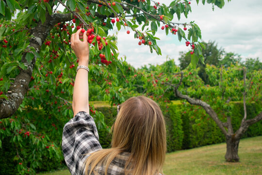 Woman picking cherries in a french orchard during spring harvest