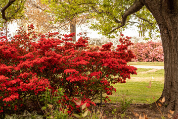 Red Azalas in full bloom under trees overhanding branches wth early spirng leaves and pink azelas in distance-selective focus