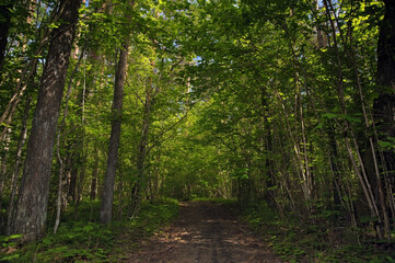 Wild forest walking path with green trees and blue sky
